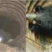 കിണറ്റിൽ വീണ് കരടി ചത്ത സംഭവം : പീപ്പിൾ ഫോർ ആനിമൽ കോടതിയിലേക്ക്