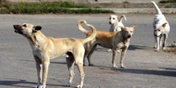 ഒമ്പത് വയസ്സുകാരനെ തെരുവ് നായ്ക്കള്‍ കടിച്ചു കൊന്നു