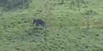 അരിക്കൊമ്പന് തൊട്ടരികെ ദൗത്യസംഘം; അടുത്ത് ചക്കക്കൊമ്പനും; ദൗത്യം നിർണ്ണായക ഘട്ടത്തിൽ‌