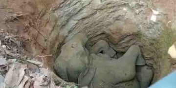 കാട്ടാന കിണറ്റിൽ വീണ് ചെരിഞ്ഞ നിലയിൽ, കരയ്ക്ക് കയറ്റാൻ അനുവദിക്കാതെ നാട്ടുകാർ, പ്രതിഷേധം