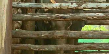 മൃഗസ്നേഹികളുടെ ആവശ്യം, പിഎം 2 കാട്ടാനയെ തിരികെ കാട്ടില്‍ വിടാന്‍ വനംവകുപ്പ് ആലോചന; എതിര്‍ത്ത് ബത്തേരി എംഎല്‍എ