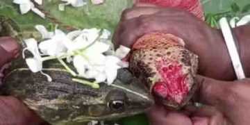 കനത്ത ചൂട്; ദൈവത്തെ പ്രസാദിപ്പിച്ച് മഴ ലഭിക്കാൻ തവളകളുടെ വിവാഹം നടത്തി നാട്ടുകാർ