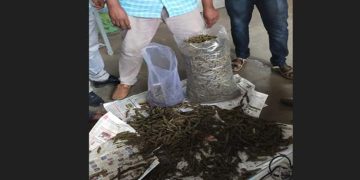 റെയില്‍വേ സ്റ്റേഷനില്‍ നിന്നും 15 കിലോ കഞ്ചാവ് പിടികൂടി