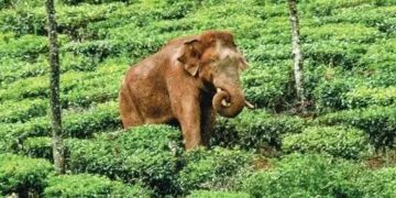 അരിക്കൊമ്പൻ​ കേസിലെ ഹരജിക്കാ​രനെതിരെ യൂത്ത് കോൺഗ്രസ് നേതാവിന്‍റെ പരാതി