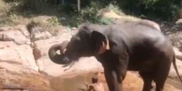 അരിക്കൊമ്പൻ ദൗത്യത്തിന് താൽക്കാലിക വിലക്ക്; ആനയിറങ്കലില്‍ അടിച്ചുപൊളിച്ച് കോന്നി സുരേന്ദ്രനും കുഞ്ചുവും