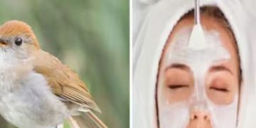 പക്ഷി കാഷ്ഠത്തില്‍ നിന്നും ഫേഷ്യൽ; നൈറ്റിംഗേൽ പൂപ്പ് ഫേഷ്യലിന് വൻ ഡിമാന്‍റ്