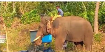 ദേശീയപാതയിൽ ഇടഞ്ഞ കൊമ്പൻ ലോറിക്ക് കുത്തി, കൊമ്പൊടിഞ്ഞു