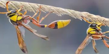 കടന്നൽ കുത്തേറ്റ് സ്ത്രീകളടക്കം തൊഴിലാളികള്‍ ആശുപത്രിയില്‍