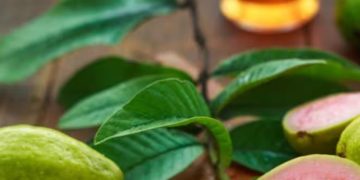 പേരയ്ക്ക വണ്ണം കുറയ്ക്കാൻ സഹായിക്കുമോ? ന്യൂട്രീഷ്യനിസ്റ്റ് പറയുന്നു