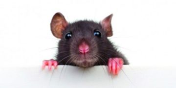 എലിയെ കൊന്നതിന് കേസെടുത്ത്‌ യുപി പൊലീസ്