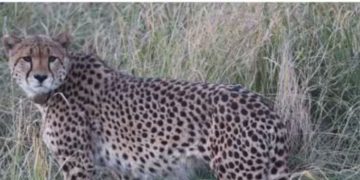 ദേശീയോദ്യാനത്തില്‍ നിന്ന് 20 കിലോമീറ്റര്‍ അകലെയുള്ള ഗ്രാമത്തിലേക്ക് നുഴഞ്ഞുകയറി നമീബിയൻ ചീറ്റപ്പുലി