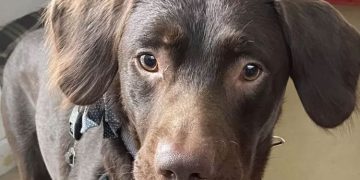 മുഴുക്കുടിയനായ നായയെ ഡി അഡിക്ഷൻ സെന്ററിലാക്കി; ഒടുവിൽ സംഭവിച്ചത്