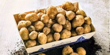 ലോകത്തിലെ ഏറ്റവും വിലയേറിയ ഉരുളക്കിഴങ്ങ് ഇവിടെയുണ്ട്; ഒരു കിലോ 50,000 രൂപ