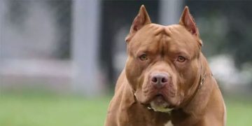 യുവാവിന്റെ സ്വകാര്യ ഭാ​ഗത്ത് കടിച്ച പിറ്റ്ബുൾ നായയെ നാട്ടുകാർ തല്ലിക്കൊന്നു