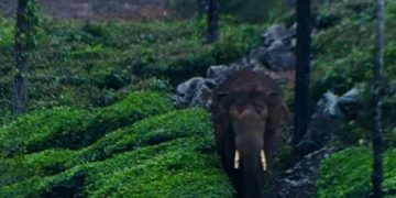 പറമ്പിക്കുളം വീണ്ടും സമരത്തിലേക്ക്; അരിക്കൊമ്പനെ മാറ്റാനുള്ള നീക്കത്തിനെതിരെ നാളെ പ്രതിഷേധം