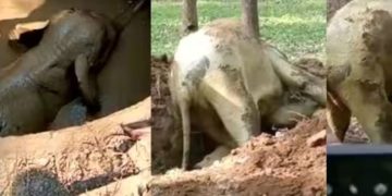 മലപ്പുറത്ത് കാട്ടാന കിണറ്റില്‍ വീണു; ജെസിബി കൊണ്ട് വഴി വെട്ടി, കരയ്ക്ക് കയറിയ ആന കാട്ടിലേക്ക് മടങ്ങി