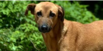 തെരുവ് നായകൾക്ക് വന്ധ്യംകരണ കേന്ദ്രം: ജനവാസ മേഖലയിൽ തുടങ്ങുന്നതിൽ നെടുങ്കണ്ടത്ത് പ്രതിഷേധം