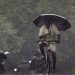 5 ദിവസം മഴയ്ക്ക് സാധ്യത, ഇടുക്കിയില് യെലോ അലര്ട്ട്; ഇന്ന് ചൂട് 38 ഡിഗ്രി വരെ