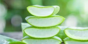 മുടികൊഴിച്ചിൽ അലട്ടുന്നുണ്ടോ? എങ്കിൽ കറ്റാർവാഴ ഇങ്ങനെ ഉപയോ​ഗിച്ച് നോക്കൂ