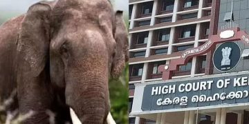 അരിക്കൊമ്പന്‍ കേസ്: മദ്രാസ്‌ ഹൈകോടതി വിധിന്യായം ചൂണ്ടിക്കാട്ടി ജോസ് കെ. മാണിയുടെ സത്യവാങ്​മൂലം