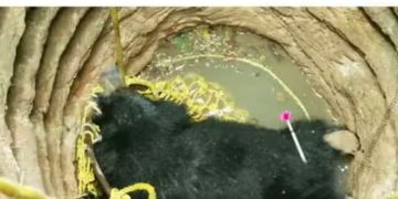 കിണറ്റിൽ വീണ കരടി ചത്ത സംഭവം: ഉദ്യോഗസ്ഥർക്കെതിരെ കേസ് എടുക്കണം; ഹൈക്കോടതിയിൽ ഹർജി