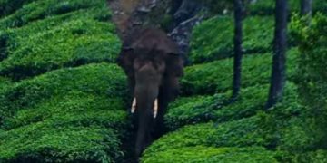 അരിക്കൊമ്പനെ പറമ്പിക്കുളത്തേക്ക് മാറ്റിയാൽ കൂടുതൽ ദുരന്തന്തങ്ങൾ ഉണ്ടാവും; എസ് ഗുരുവായൂരപ്പന്‍