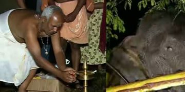 അരിക്കൊമ്പൻ പെരിയാർ വന്യജീവി സങ്കേതത്തിൽ; കാട്ടുകൊമ്പനെ പൂജ ചെയ്ത് സ്വീകരിച്ച് ആദിവാസി വിഭാഗം