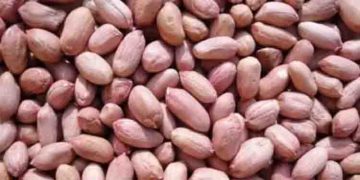 നിലക്കടല ശരീരഭാരം കുറയ്ക്കാൻ സഹായിക്കുമോ?