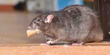 എലിയെ വാലില്‍ കല്ല് കെട്ടി അഴുക്ക് ചാലില്‍ എറിഞ്ഞ് കൊന്നു, യുവാവിനെതിരെ 30 പേജ് കുറ്റപത്രം