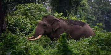 അരിക്കൊമ്പന്റെ സ്ഥലം മാറ്റം, വിദഗ്ധ സമിതി യോഗം മാറ്റിവെച്ചു