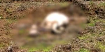 മൂന്നാറില്‍ വളർത്തുമൃ​ഗങ്ങൾക്ക് നേരെ വീണ്ടും വന്യജീവി ആക്രമണം