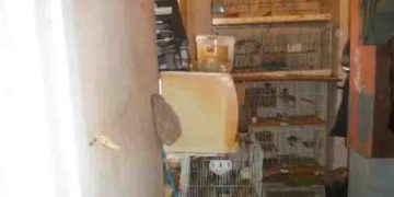 ദുർ​ഗന്ധത്തെ തുടർന്ന് പരിശോധന, വീട്ടിനകത്ത് മോശം സാഹചര്യത്തിൽ 167 മൃ​ഗങ്ങൾ, എന്നേക്കുമായി വീട്ടുകാരന് വിലക്ക്