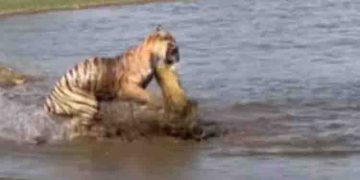 താടകത്തിന്‍റെ ആഴത്തിലേക്ക് ഊളിയിടുന്ന ആമയെ വേട്ടയാടുന്ന കടുവ; എപ്പിക് വീഡിയോ എന്ന് നെറ്റിസണ്‍സ് !