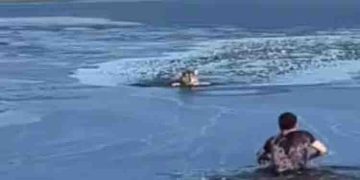 തണുത്തുറഞ്ഞ ത‌ടാകത്തിലകപ്പെട്ട് നായ, മുന്നും പിന്നും നോക്കാതെ എടുത്തുചാടി രക്ഷിച്ച് യുവാവ്