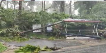 കല്‍പറ്റയില്‍ ബസ് സ്റ്റോപ്പിന് മുകളില്‍ മരം വീണു ; വിദ്യാര്‍ത്ഥിക്ക് ഗുരതര പരിക്ക്