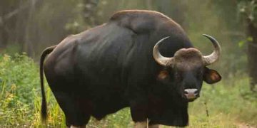 കാട്ടുപോത്ത് വീണ്ടും കാണാമറയത്ത്; തെരച്ചിൽ തുടർന്ന് വനംവകുപ്പ്