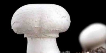 പ്ലാസ്റ്റിക്കില്‍ നിന്നും രക്ഷപ്പെടുമോ ഭൂമി? പ്ലാസ്റ്റിക് ഭക്ഷിക്കുന്ന ഫംഗസുകളെ കണ്ടെത്തിയെന്ന് ചൈനീസ് ഗവേഷകര്‍