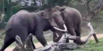 കൊമ്പന്മാരുടെ ഏറ്റുമുട്ടല്‍ വീഡിയോ വൈറല്‍