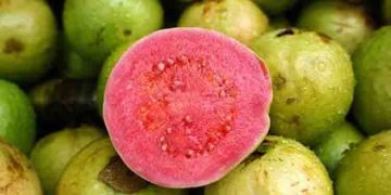 ദിവസവും ഒരു പേരയ്ക്ക കഴിച്ചാൽ ലഭിക്കുന്ന ആരോ​ഗ്യ​ഗുണങ്ങൾ