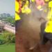ജെല്ലിക്കെട്ടിന് പൂട്ടില്ല, തമിഴ് സംസ്കാരത്തിന്റെ അവിഭാജ്യ ഘടകമെന്ന് സുപ്രീംകോടതി,നിയമഭേദഗതി നിലനില്ക്കും