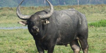 ചടയമംഗലത്ത് കാട്ടുപോത്തിന്റെ സാന്നിധ്യമെന്ന് സംശയം ; വനംവകുപ്പ് പരിശോധന