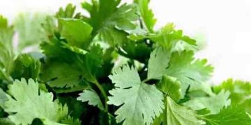 വണ്ണം കുറയ്ക്കാൻ ശ്രമിക്കുന്നവര്‍ക്ക് മല്ലിയില ഇങ്ങനെ ഉപയോഗിച്ചുനോക്കാം…