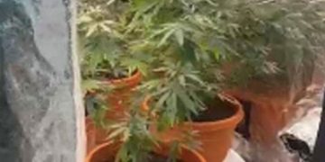 താമസ സ്ഥലത്ത് കഞ്ചാവ് വളര്‍ത്തി; യുഎഇയില്‍ ഒരുകൂട്ടം പ്രവാസികള്‍ അറസ്റ്റില്‍