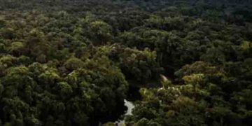 ആമസോൺ കാടിനുള്ളിൽ വിമാനം തകർന്നു; രണ്ടാഴ്ചയ്ക്ക് ശേഷം 11മാസം പ്രായമുള്ള കുഞ്ഞടക്കം 4 കുട്ടികളെ കണ്ടെത്തി