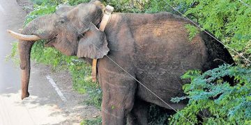 തമിഴ്നാട് വനംവകുപ്പിനെ വട്ടം ചുറ്റിച്ച് അരിക്കൊമ്പൻ
