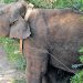 തമിഴ്നാട് വനംവകുപ്പിനെ വട്ടം ചുറ്റിച്ച് അരിക്കൊമ്പൻ