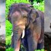 റിട്ടേണ് ഓഫ് ദി കിംഗ് ; അരിക്കൊമ്പന്റെ പുതിയ പോസ്റ്റര് അണിയറക്കാര് പുറത്തിറക്കി