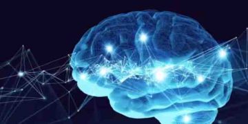 മരണശേഷവും തലച്ചോര്‍ ജീവിക്കുമോ ? പുതിയ പഠനവുമായി ഗവേഷകർ