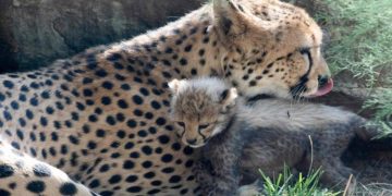 കുനോ നാഷണൽ പാർക്കിൽ ഒരു ചീറ്റ കുഞ്ഞുകൂടി ചത്തു