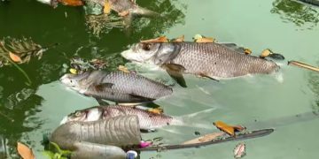 കവടിയാറിൽ കോർപറേഷൻ കുളത്തിൽ മീനുകൾ ചത്തുപൊങ്ങി ; ദുർഗന്ധം